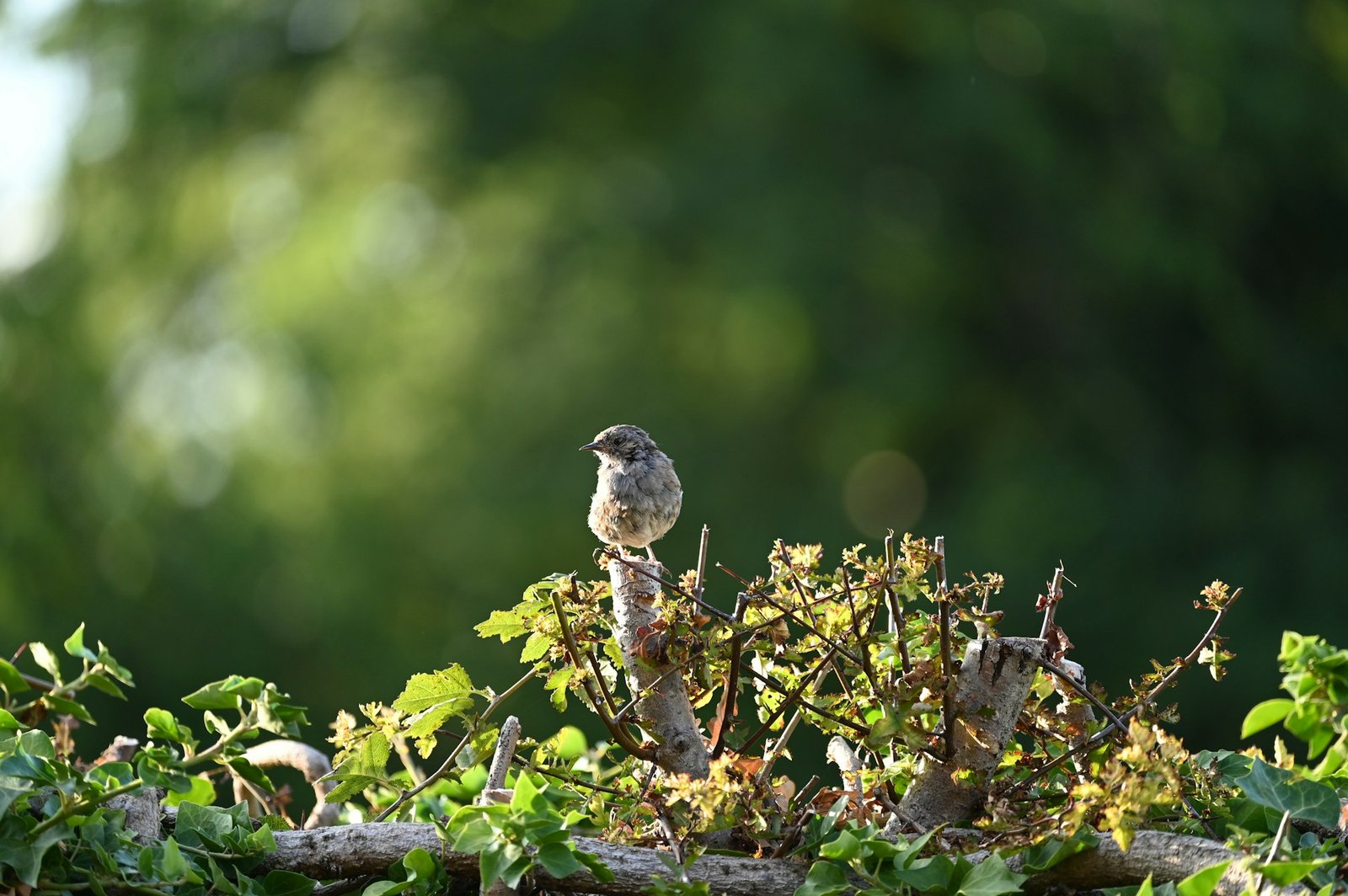 hedgerow